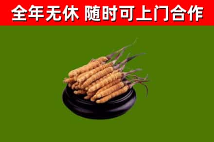 剑川县烟酒回收冬虫夏草.jpg